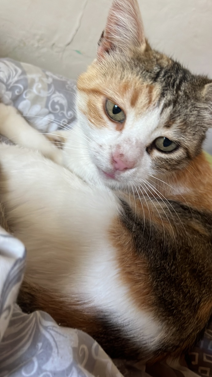 Hayvanları ne kadar seviyorsunuz kediyi, köpeği öpebilir misiniz?