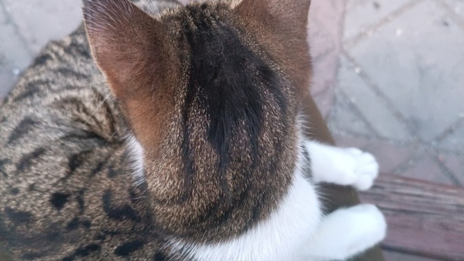 Kedilerle özel bir bağım var sanırım ne zaman banka otursam bir kedi geliveriyor sürtünmeye?