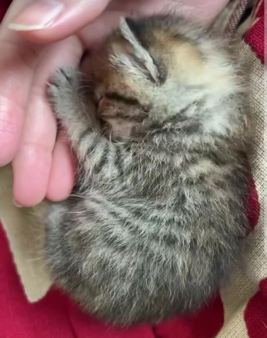 Bu kediyi ısırmamam için bir sebep söyler misiniz?