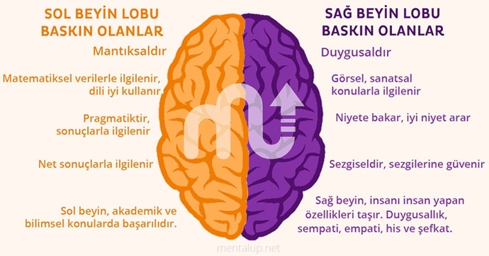 Beyninizin Hangi tarafını daha çok kullanıyorsunuz? Biliyormusunuz?