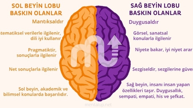 Beyninizin Hangi tarafını daha çok kullanıyorsunuz? Biliyormusunuz?