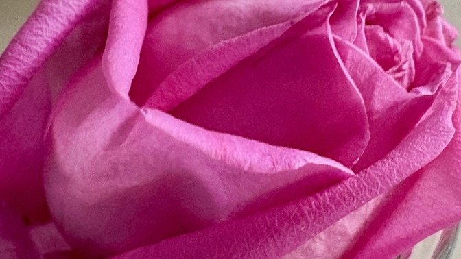 Gül 🌹sever misin? Peki hangi renk?