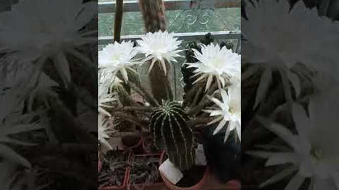 11 yıllık hesabıma ilk defa video yükledim. Sizce 1 haftada kaç izlenme alır?