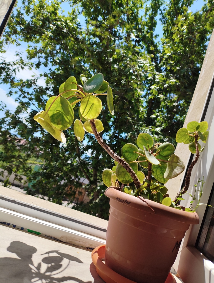 Günaydın bayadır çiçekli sorular sorup işten şikayet etmiyorum bi şikayet edeyim dedimmm napiyonuzz? gününüz güzel geçsin 🥳🌸💐☀️?