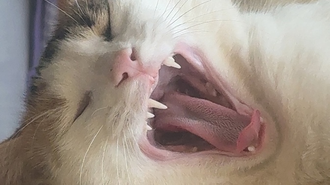 Sizin de can dostunuz kediniz/köpeğiniz var mı?