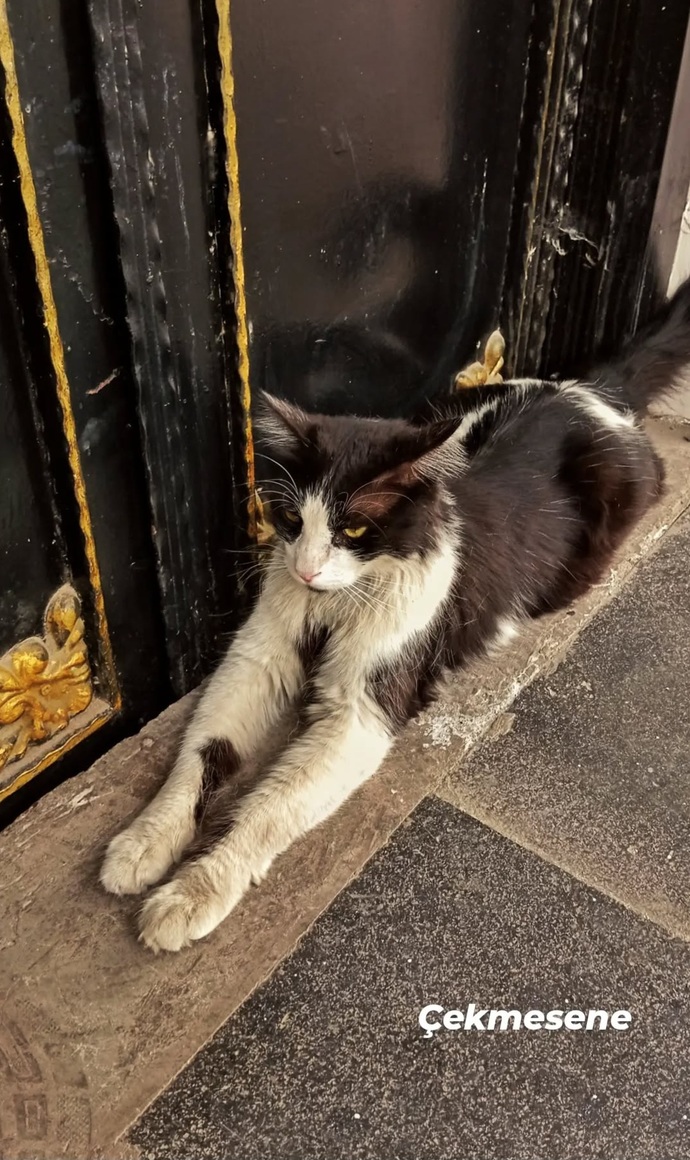 Kediler neden bu kadar masum?