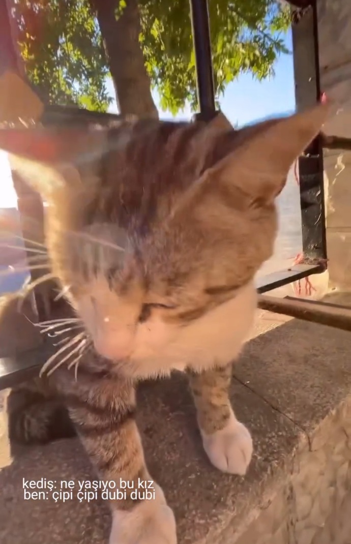 Kediler neden bu kadar masum?
