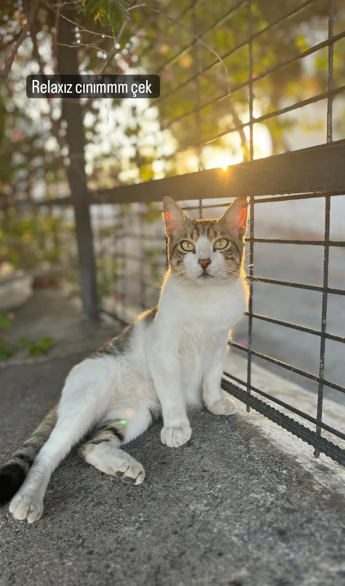 Kediler neden bu kadar masum?