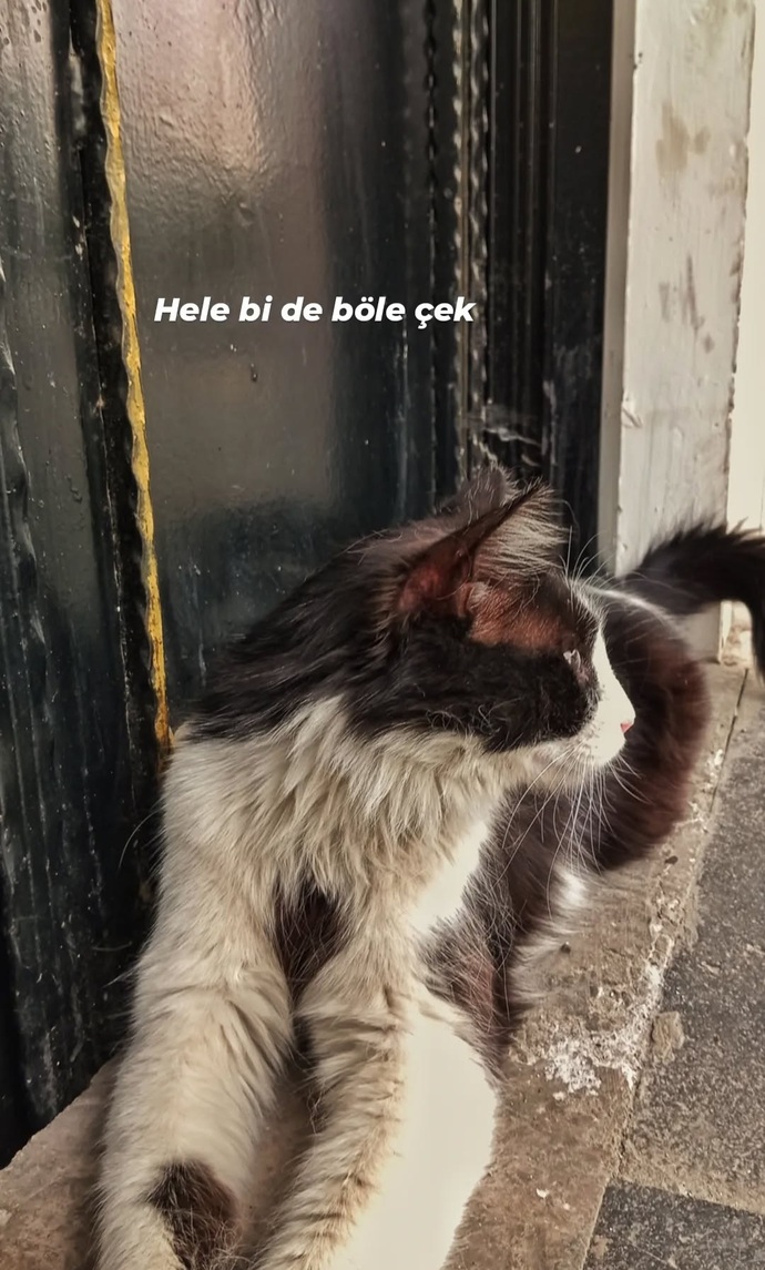 Kediler neden bu kadar masum?