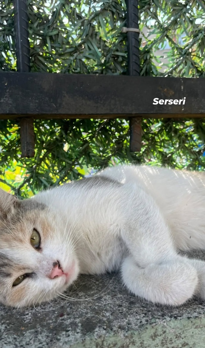 Kediler neden bu kadar masum?