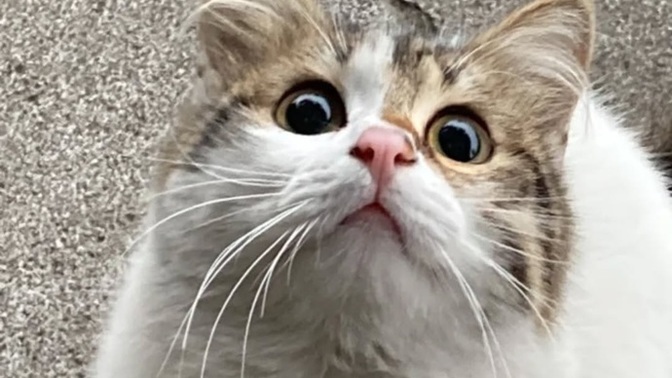Kediler neden bu kadar masum?