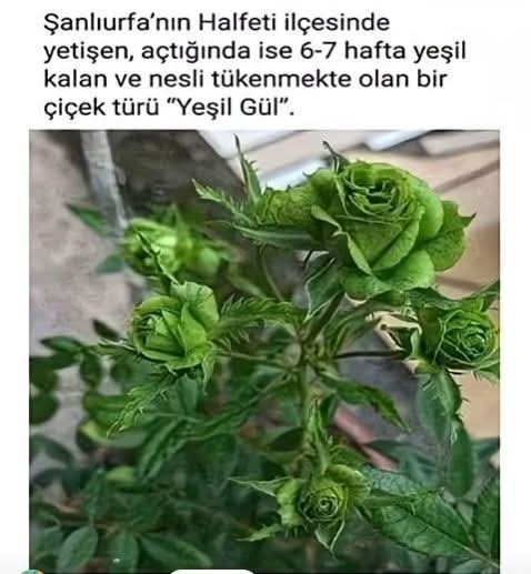 Siz hiç yeşil gül gördünüz mü?