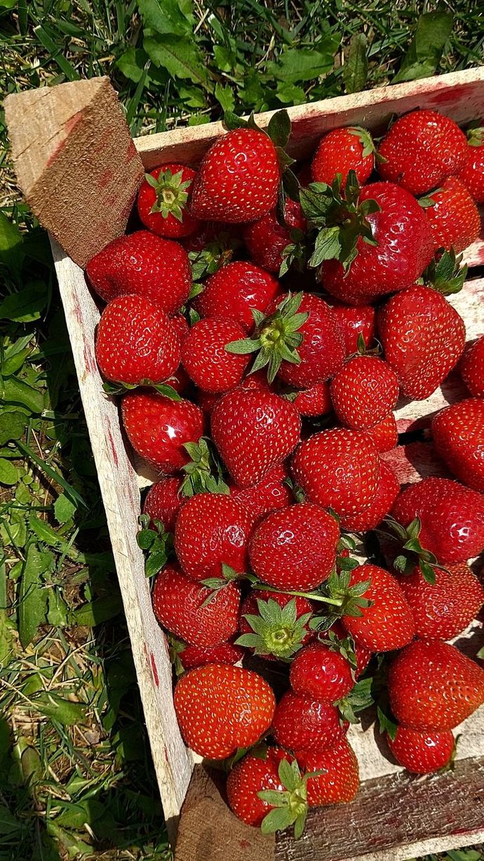 Şu anda bu bahçede hangi meyveyle yapılmış bir tatlıyı yemek isterdin?