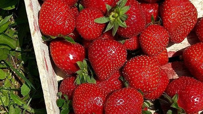 Şu anda bu bahçede hangi meyveyle yapılmış bir tatlıyı yemek isterdin?