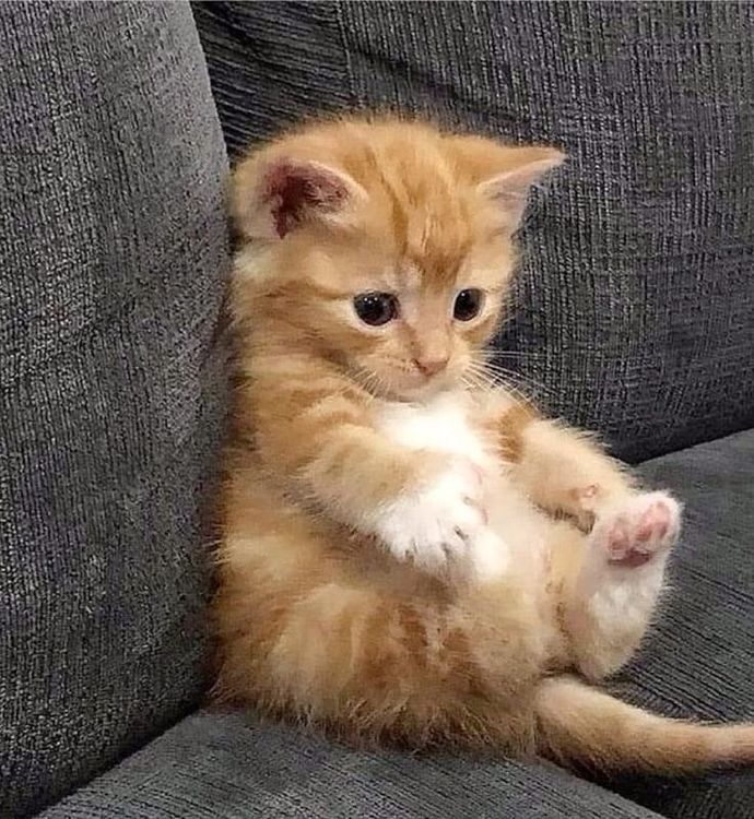 Bu kedinin adı yediğiniz son şey olsa, ne olurdu?