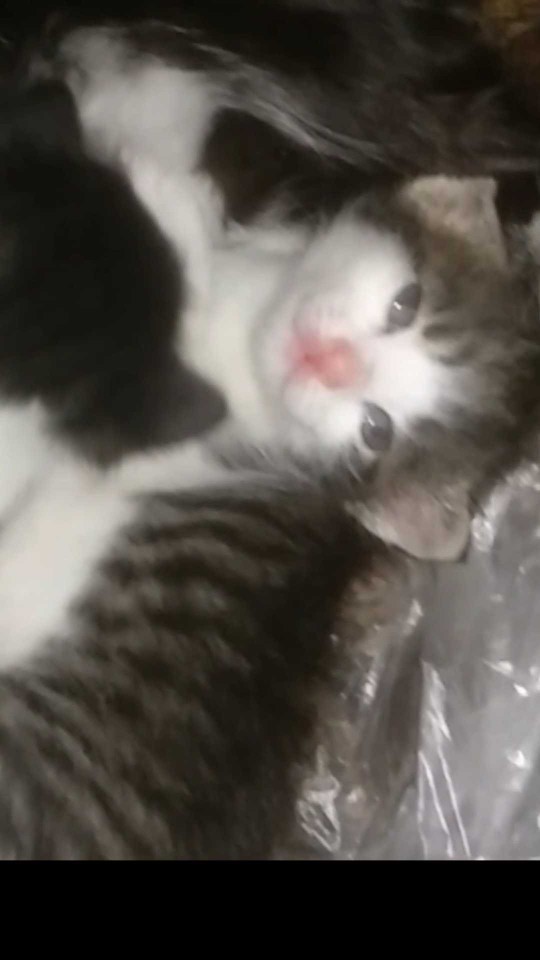 Sürekli miyavlayan kedi cinsiyeti belirler mi?