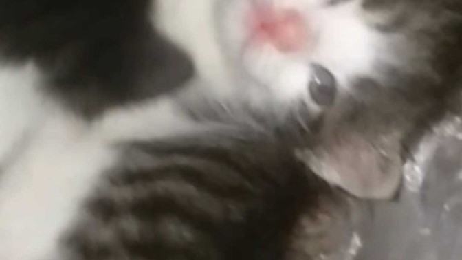 Sürekli miyavlayan kedi cinsiyeti belirler mi?