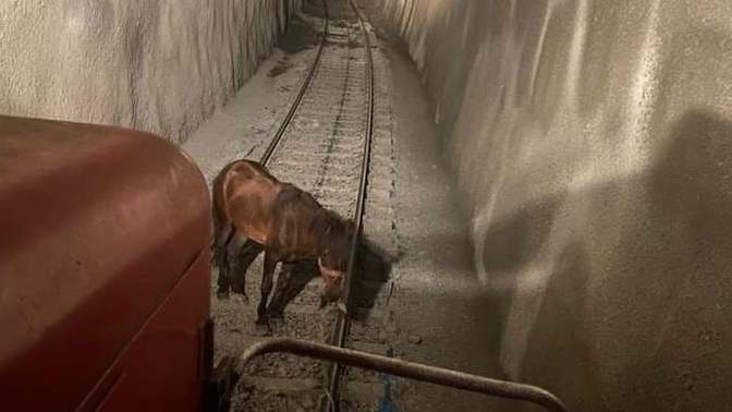 Tünelde raylara bağlanan at son anda kurtuldu. Bir insan nasıl bu kadar kötü olabilir ki?
