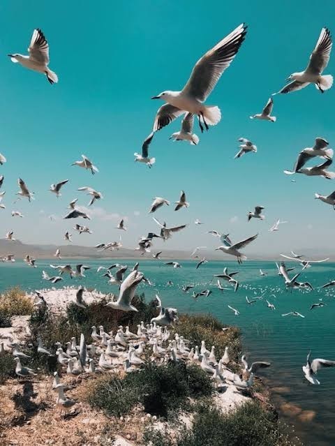 Hiç sevmediğiniz kuş türü nedir?