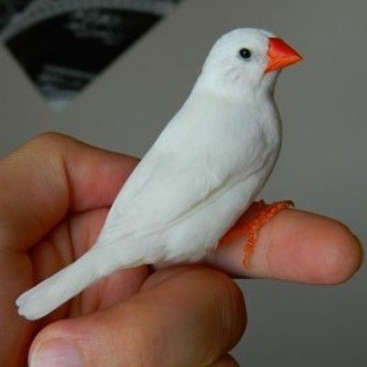 Ölü bir bedene duyulan özlem... çaresizliğin en acı hali midir?