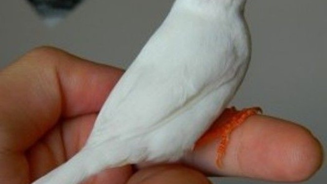 Ölü bir bedene duyulan özlem... çaresizliğin en acı hali midir?