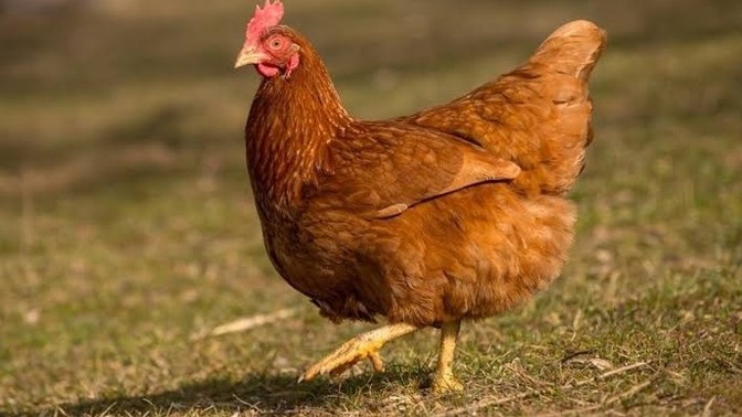 Tavuklarada Kadınsal Haklar Verilmeli Midir?