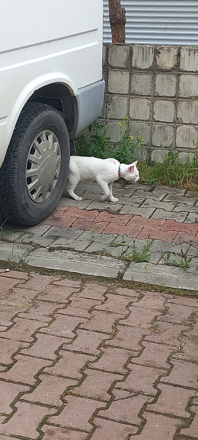 Ben bi kedi buldum sokakta acaba ev kedisi ve kayip mi olmus? ya da  sokak kedisi mi anlayamadim?