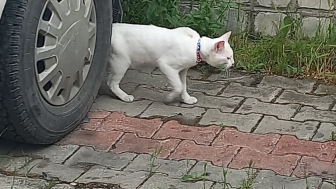 Ben bi kedi buldum sokakta acaba ev kedisi ve kayip mi olmus? ya da  sokak kedisi mi anlayamadim?