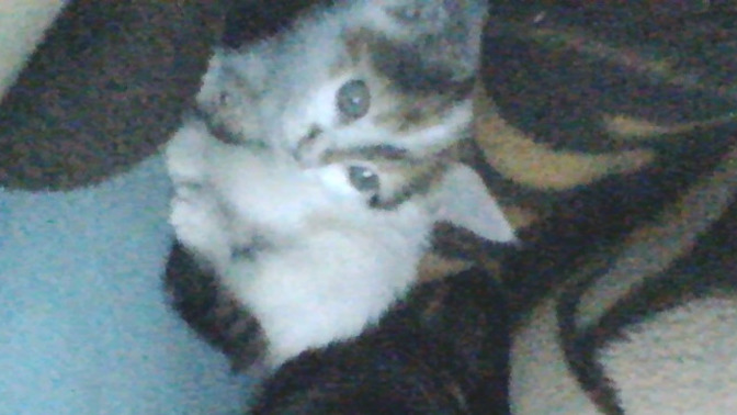 Kız kedi ismi önerir misiniz?