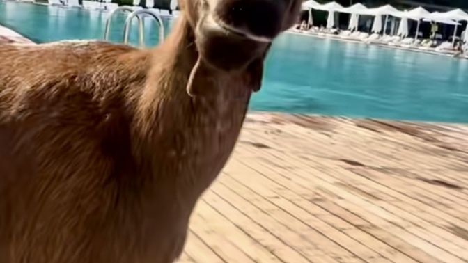Bir anda böyle karşınıza çıksa 🐐 ne yaparsın 😃? İlk tepkin ne olur?
