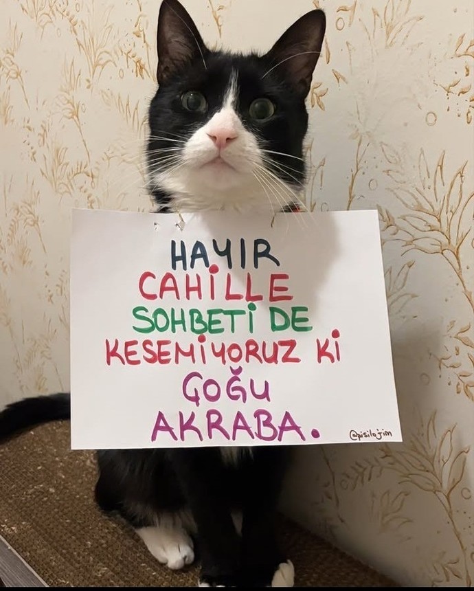 😼🐱