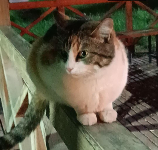 Kedim Müncübemin bal lokması olduğunu biliyor musunuz?