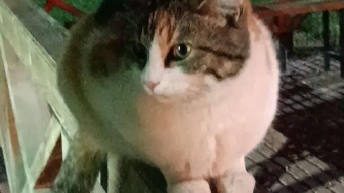 Kedim Müncübe'min bal lokması olduğunu biliyor musunuz?
