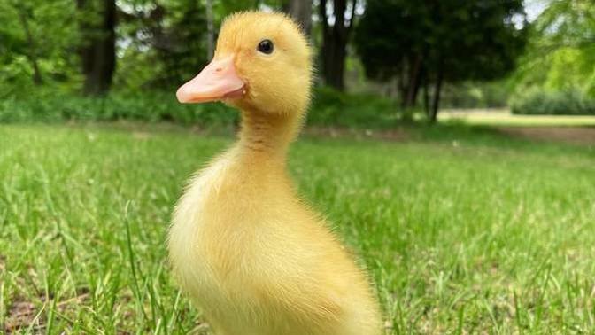 Bu ördeğin adı bugün en çok kullandığın kelime olsaydı, adı ne olurdu?