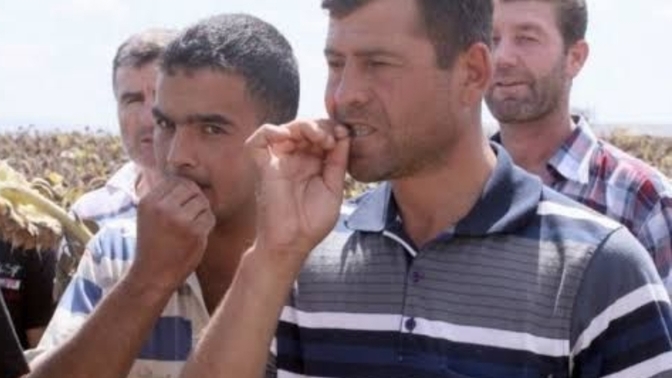 Çekirdekleri tektek çıtlayıp bana verecek sevgiliyi nereden bulabilirim?