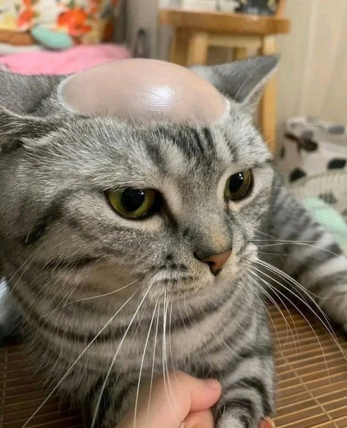 Arkadaşlar hava sıcak diye kedimin kafasını traş yaptırayım dedim böyle oldu sizce yanlarıda mı aldırsam?🤔?