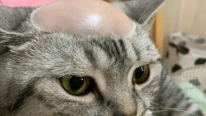 Arkadaşlar hava sıcak diye kedimin kafasını traş yaptırayım dedim böyle oldu sizce yanlarıda mı aldırsam?🤔?
