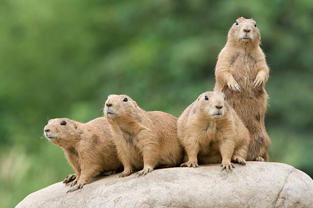 (Prairie dog) Çayır köpeği sizce de çok tatlı değil mi?