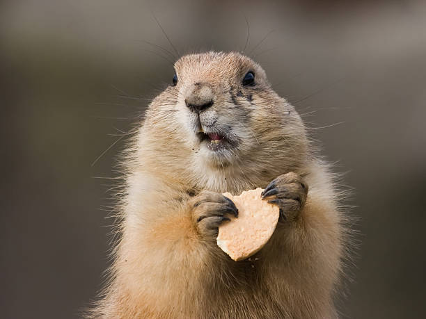 (Prairie dog) Çayır köpeği sizce de çok tatlı değil mi?