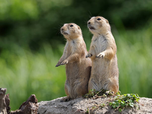 (Prairie dog) Çayır köpeği sizce de çok tatlı değil mi?