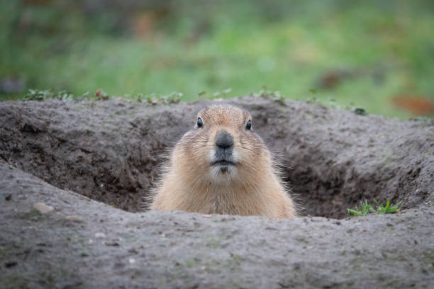 (Prairie dog) Çayır köpeği sizce de çok tatlı değil mi?