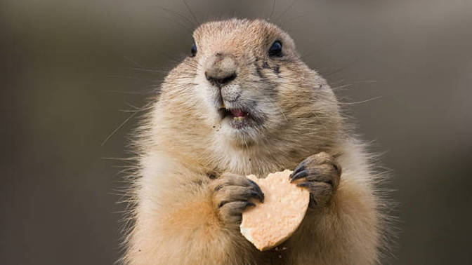 (Prairie dog) Çayır köpeği sizce de çok tatlı değil mi?