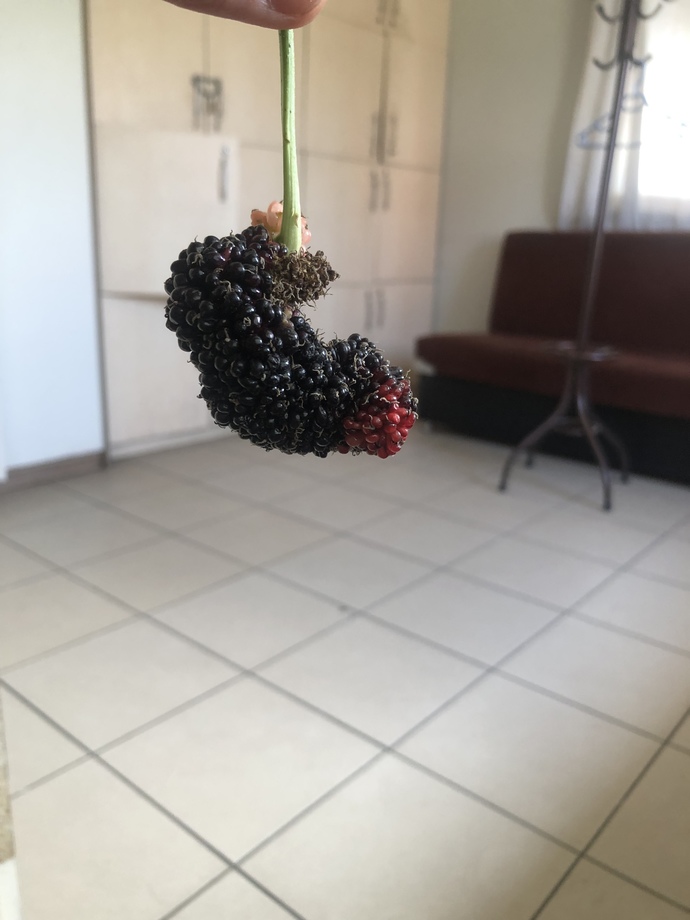 Bana elleriyle dut yedirecek sevgiliyi nereden bulabilirim?