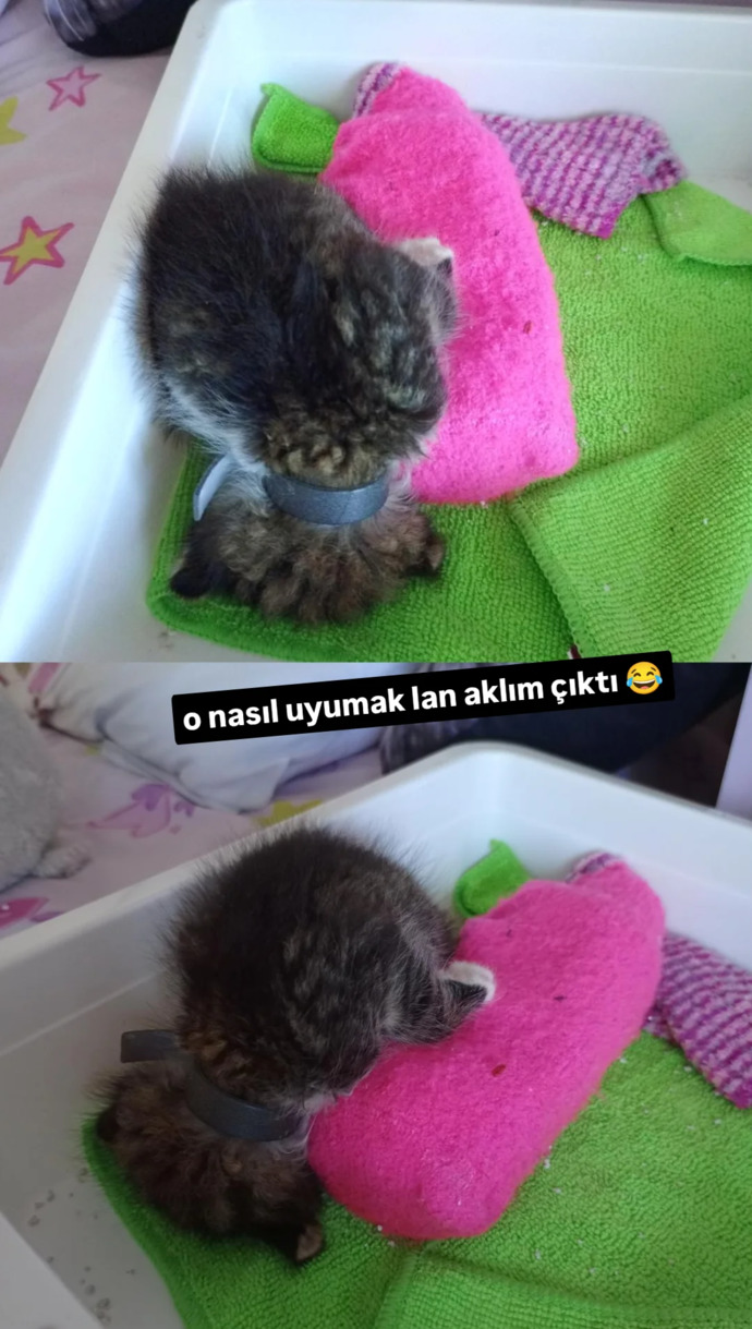 Kediler niye değişik şekillerde yatar?