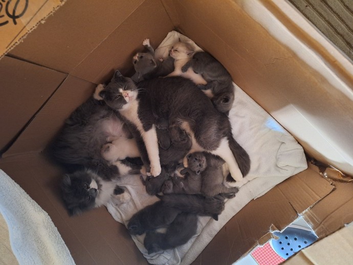 Kedi isteyen varır mıııı?