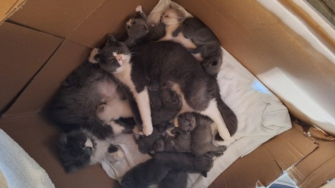 Kedi isteyen varır mıııı?