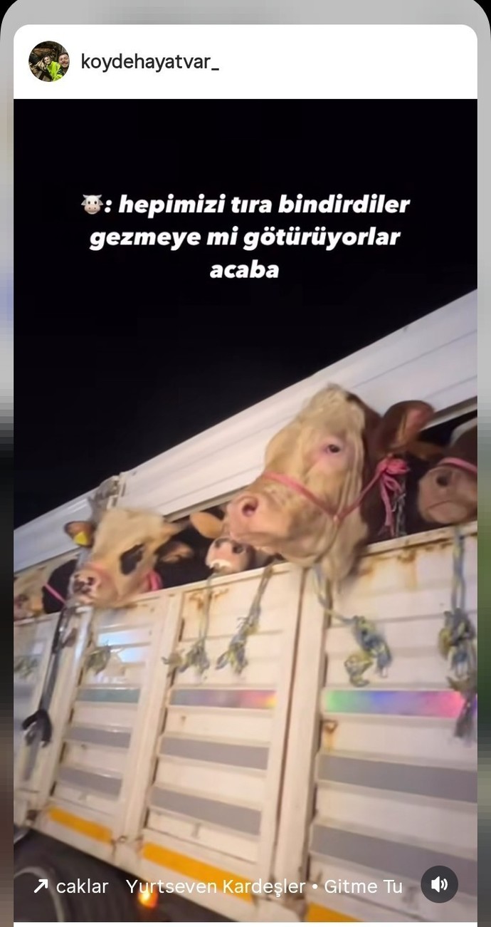 Belki klişe ama bu bayram ne kesiyorsunuz?