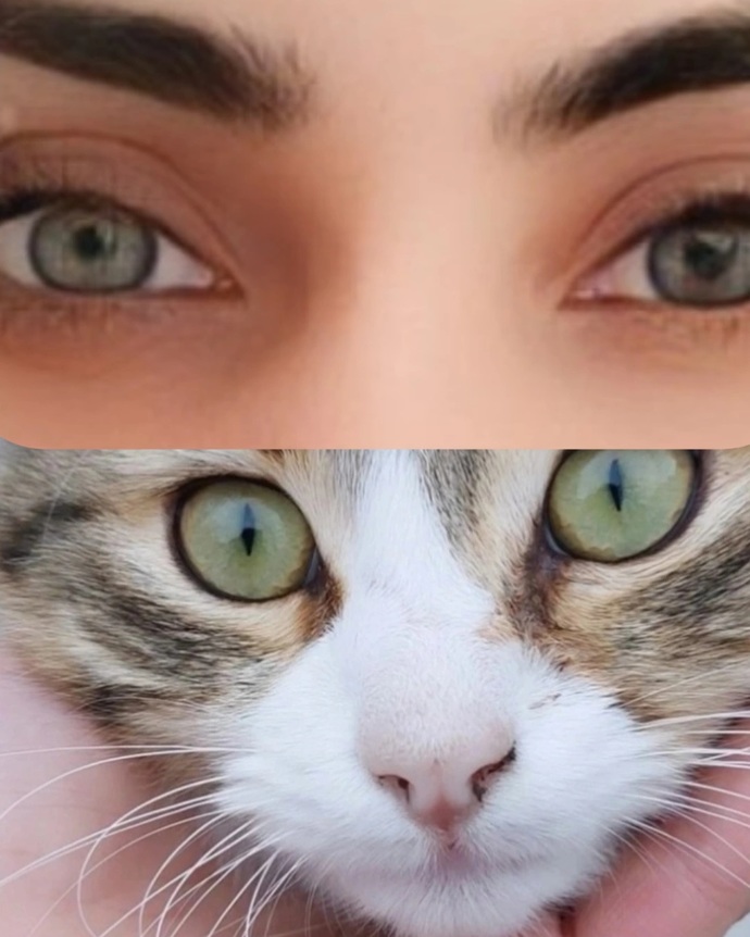 Ben mi kedi mi😃?