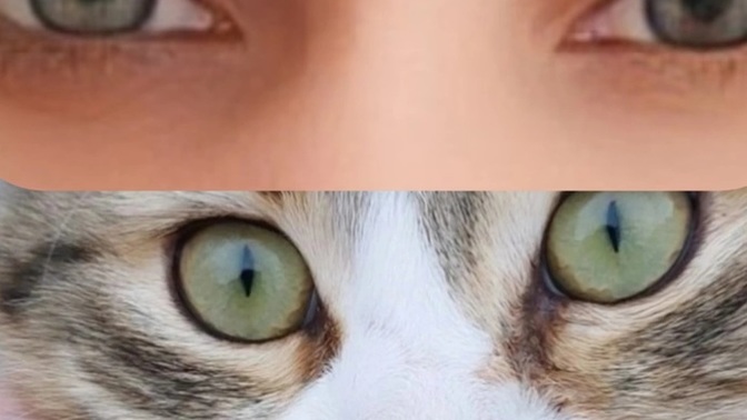 Ben mi kedi mi😃?