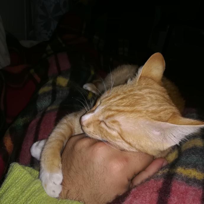 ALLAH (c. c) der ki; Hayvanlar benim sessiz kullarımdır. Onlar şimdi zulme susuyorlar ama hesap günü konuşacaklardır! hayvan sevgisi sizce nedemekdir?